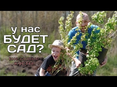 Видео: Сажаем Кусты. Смородина. Малина. Рыбалка / Участок с нуля