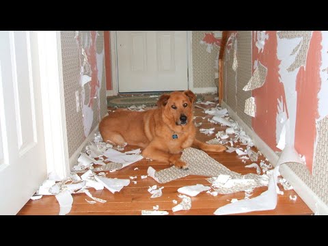 Видео: Я РЖАЛ ДО СЛЕЗ 😹 СМЕШНЫЕ КОШКИ И СОБАКИ | СМЕШНЫЕ ЖИВОТНЫЕ 2023 😹 ЛУЧШИЕ ПРИКОЛЫ #67