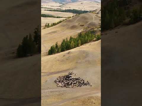 Видео: Алтай.Чуйский тракт.Дорога жизни и смерти.Часть первая..Начало