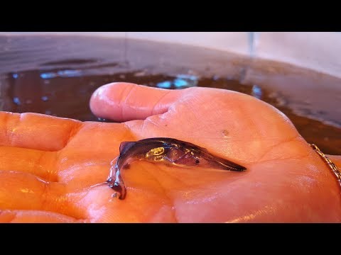 Видео: Выращивание малька веслоноса в садках на базе теплых, сбросных вод ГРЭС, АЭС