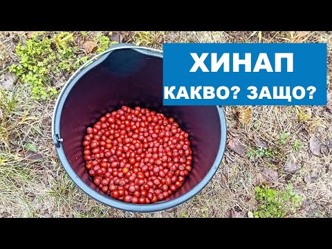 Видео: Ползи, видове и засаждане на хинап