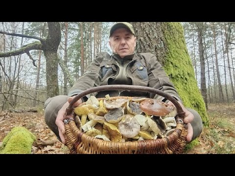 Видео: ОСІННІЙ ГРИБНИЙ МАРАФОН ВИХІДНОГО ДНЯ,,,НЕДІЛЯ 9,11,2025Р БІЛІ ГРИБИ НЕ ЗДАЮТЬСЯ,ЗБІР РЯДОВОК,,,