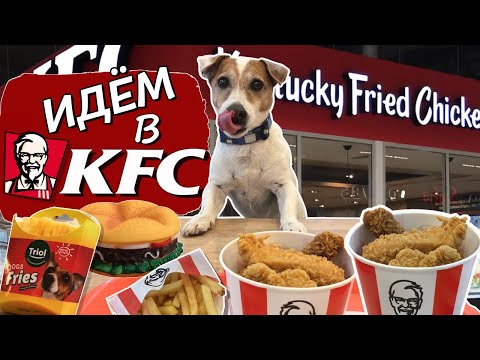 Видео: В кафе с собакой. Пустят или нет