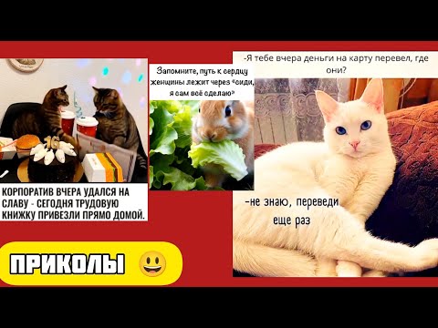 Видео: Хвостатый перепутал маршрут между креслом и миской смешные приколы веселые картинки 😃 и котики 