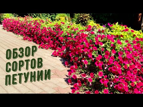 Видео: ОБЗОР СОРТОВ ПЕТУНИИ.