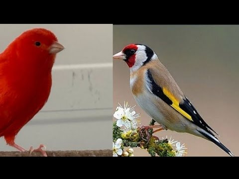 Видео: 15, Dekabr, Чорсув канарека кокил норчи куш бозори,