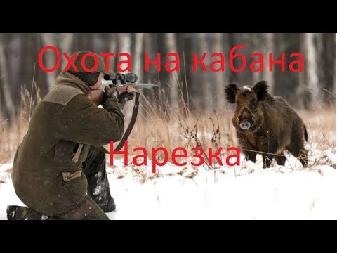 Видео: Oxoта на дикого КАБАНА нарезка Самые Жестокие моменты