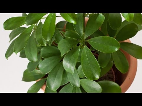 Видео: Шефлера гулига озука #uybekasi 