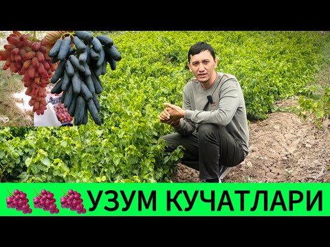 Видео: Аватар, маникюр Фингер, ламбаржини узум кучатлари