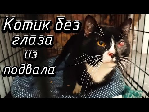 Видео: Котик без глаза из подвала.