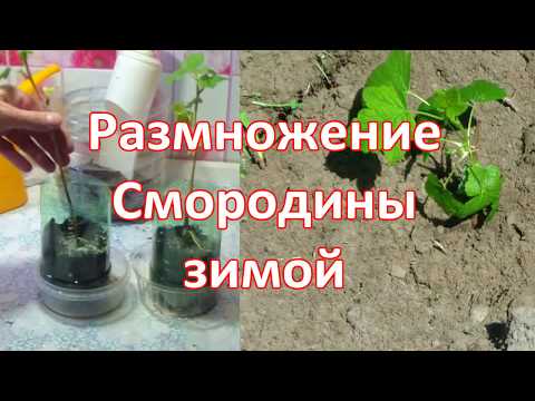 Видео: Смородина из черенков ЗИМОЙ 1