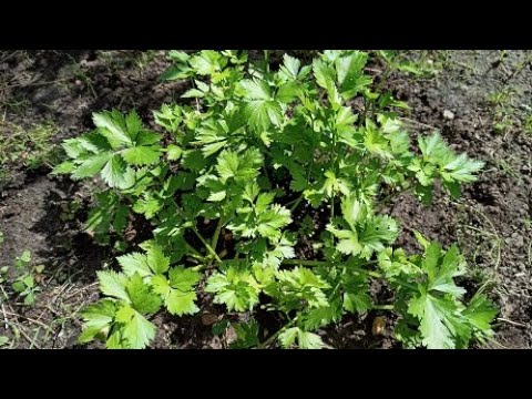Видео: Как вырастить сельдерей листовой в открытом грунте
