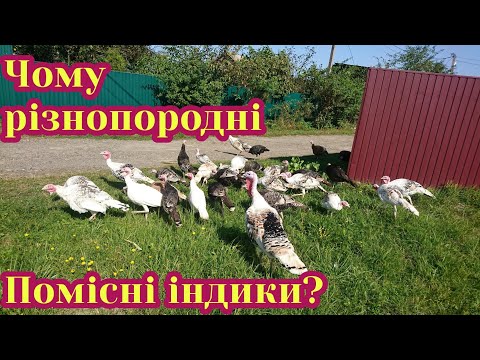 Видео: ЧОМУ Я ТРИМАЮ РІЗНОПОРОДНИХ ІНДИКІВ?