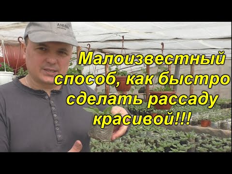 Видео: Мы делаем так с рассадой всегда! Открываем секреты красивой и здоровой рассады!(проверено!!!)