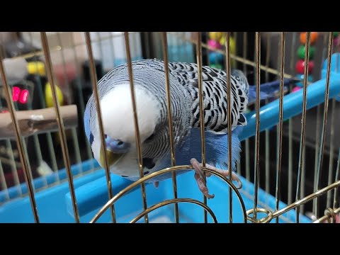 Видео: ✨🎶Говорящий попугай Гоша! LIVE🎤🐦