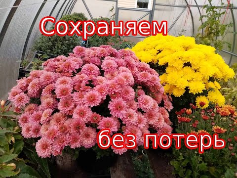 Видео: Как сохранить хризантему мультифлора без потерь