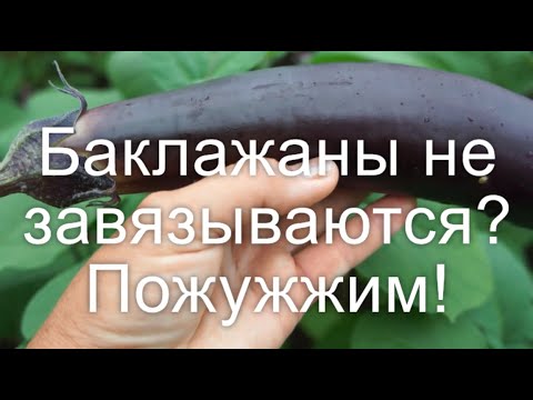 Видео: Если баклажаны не завязываются