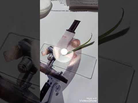 Видео: Приготовление микропрепарата