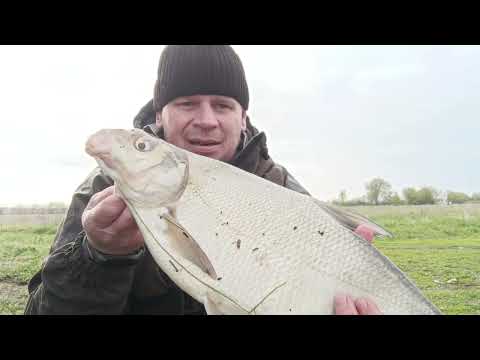 Видео: Рыбалка на донки | Большая рыба рвëт поводок из плетëного шнура | Крупный лещ на донки |