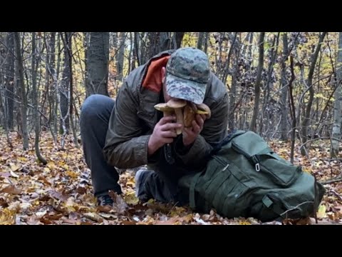 Видео: Оце Я розумію і Початок листопада..чудові білі гриби пізньої осені 2024