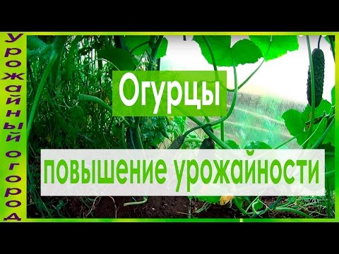 Видео: КАК УВЕЛИЧИТЬ УРОЖАЙ ОГУРЦОВ!!!СУПЕР СПОСОБ!!!