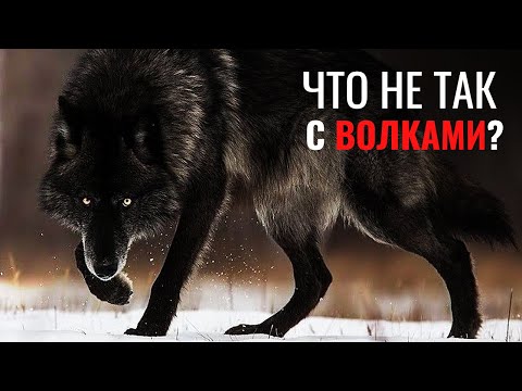 Видео: 11 минут, которые ПЕРЕВЕРНУТ ваше представление о ВОЛКАХ