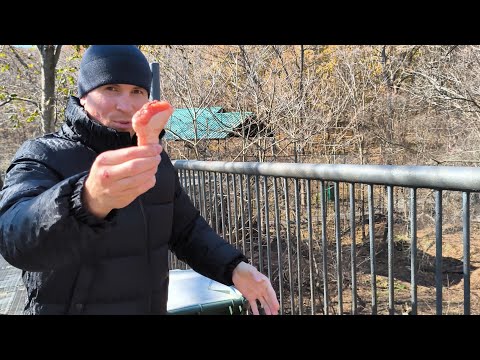 Видео: Кормлю льва 