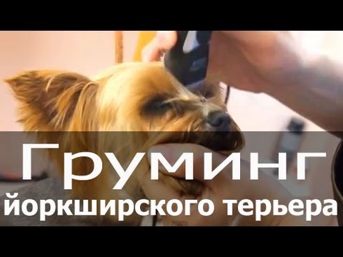 Видео: Груминг йоркширского терьера (йорка, йорика) - стрижка, тримминг,