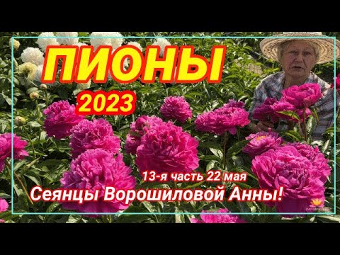 Видео: Сеянцы пионов Ворошиловой. Цветение 2023 года! Часть 13 / Сад Ворошиловой