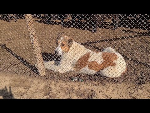 Видео: двухлетняя Алабайша на охране скота!
