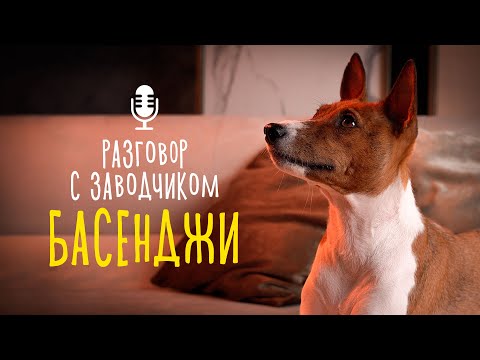 Видео: Разговор с заводчиком: басенджи / Характер породы / бАсенджи или басЕнджи / Пигментные пятна у собак