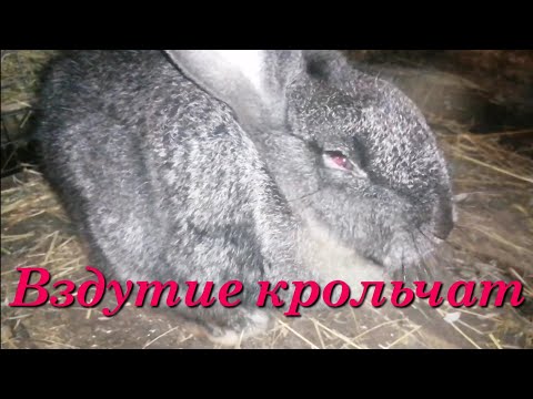 Видео: КРОЛИК ЗАБОЛЕЛ! ЧТО С НИМ???