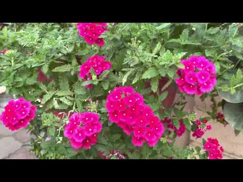 Видео: Бөлмө гүлдөрү. Гулдорубузго ,кышка карай алдын ала даярдык башталды. 1 - бөлүм.