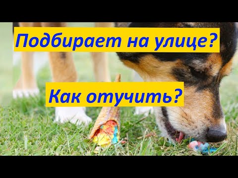 Видео: 293. Как отучить собаку пылесосить. Как отучить собаку подбирать еду с земли на улице