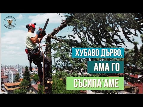 Видео: ПРЕМАХВАНЕ НА КЕДЪР С ГЛЕДКА!