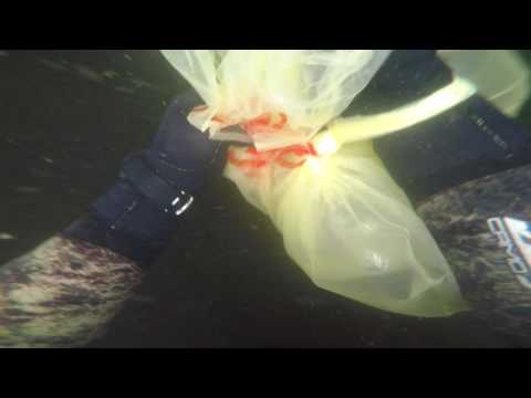 Видео: Раки Светогорск Вуокса подводная охота Svetogorsk Vuoksa river crayfish spearfishing