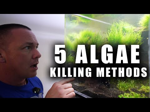 Видео: 5 способов избавиться от водорослей в аквариуме — ПРОСТЫЕ средства для очистки аквариума от водор...