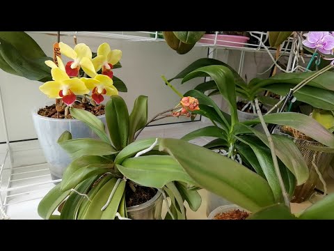 Видео: ОСОБЕННОСТИ сортов орхидей. Орхидея ЧЕТЫРЕ ГОЛОВЫ./ КОРЯВЯТ листья, МУТИРУЮТ не только цветами.