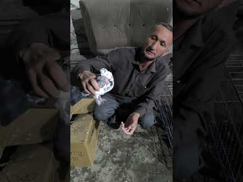 Видео: 31 октября 2025 г.