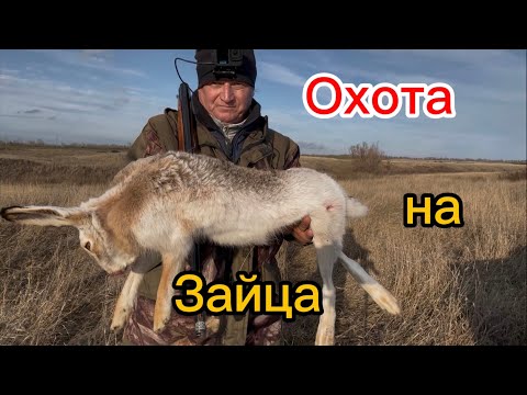Видео: Охота на зайца ,один охотник ружьё Мр 27