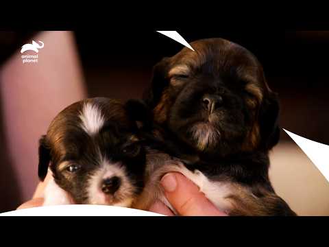 Видео: Щенки таксы и китайской хохлатой: крошечные битвы и триумфы❤️ | Очень мило | Animal Planet