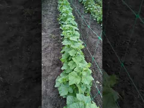 Видео: Вирощування огірків у відкритому грунті на шпалері