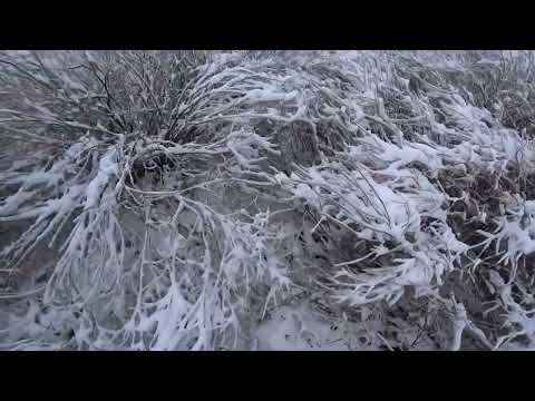 Видео: Открытие зимнего сезона 01.11.23 Охота на зайца, тропление.