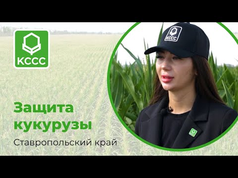 Видео: Защита кукурузы в Ставропольском крае