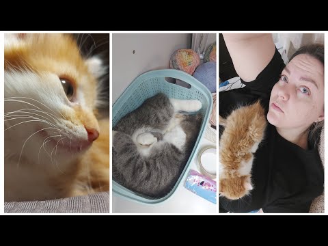 Видео: VLOG 547: ВСЕ ПРОИСХОДИТ ДЛЯ ЧЕГО-ТО...