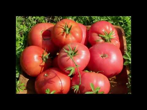 Видео: ТОМАТ РОЗОВЫЙ ГИГАНТ/ ХАРАКТЕРИСТИКА И ОПИСАНИЕ СОРТА