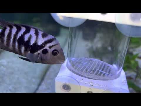 Видео: Советы по размножению рыб. Размножение цихлид.