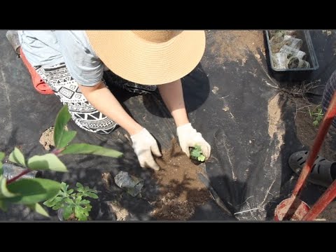 Видео: Как мы могли забыть Вам это показать! Обычные будни в русской деревне. Высадка арбузов