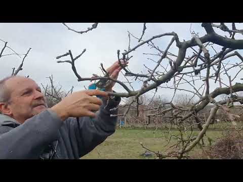 Видео: Резитба,  на НЕредовно плододаващо дърво, преди Пълна година. Ябълка, Круша..