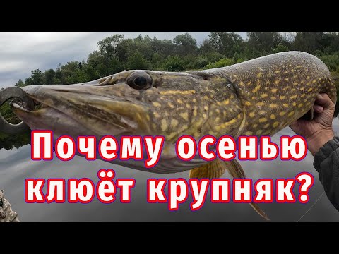Видео: Руки устали таскать рыбу! Почему такой клёв в начале осени?